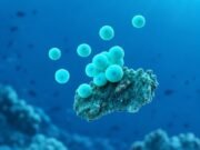 Морски микроб може да живее и прилепен: зошто тоа е важно за јаглеродот Мали сино-зелени клетки, дел одделни во водата, дел собрани околу една честичка.