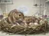 Недостигот од ресурси го менува мајчинското однесување кај стаорци